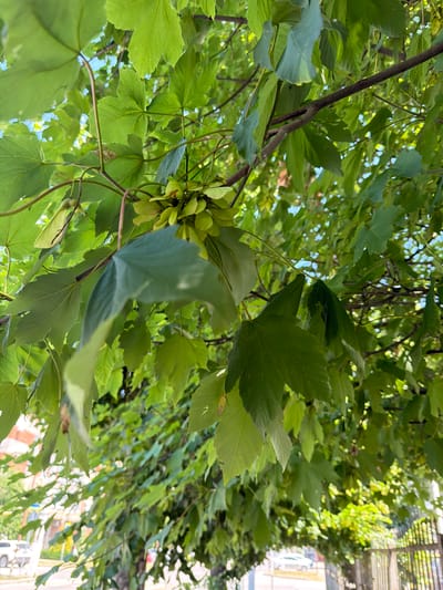 This is a close-up, low-angle shot looking up through the green leaves of a tree, likely taken outdoors on a sunny day. The leaves are vibrant green, with dappled sunlight filtering through them, creating bright highlights and a sense of lushness. In the center left of the frame, a cluster of young, green maple seeds (samaras) is visible, hanging from a branch. The tree appears to be in a natural or park-like setting, with hints of a building and possibly a metal structure (like a fence or railing) visible in the blurred background on the right side. The overall impression is one of natural beauty and a bright, pleasant day. There is no visible text in the image.