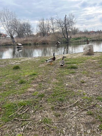 The scene depicts a natural setting by a body of water in Dolni Rakovets, Bulgaria, under an overcast sky. In the foreground, two ducks are positioned on a sparsely vegetated bank composed of green grass patches, bare dirt, and scattered dry twigs and leaves. A male Mallard, characterized by its green head and grey body, stands facing left. To its right, a female Mallard with mottled brown plumage walks away from the viewer, appearing to move towards the male; a small, light-colored object, consistent with a piece of bread, lies on the ground near her. On the far right of the foreground, a large, light-colored wooden tree stump stands upright.
The midground features a calm body of water reflecting the sky and bare trees. Three wooden duck houses, each resembling a small cabin with a dark roof on a floating platform, are visible on the water. One is positioned on the left, another in the center, and a third partially obscured by the tree stump on the right. Additional ducks are visible swimming in the water near the far bank. The far bank is densely covered with dry grasses, reeds, and numerous bare deciduous trees and shrubs, indicating a late winter or early spring season.
In the background, beyond the dense vegetation, several residential structures with reddish-brown tiled roofs are discernible through the trees on both the left and right sides. The sky overhead is heavily clouded with shades of grey, suggesting an overcast day. No human subjects are visible in the scene.