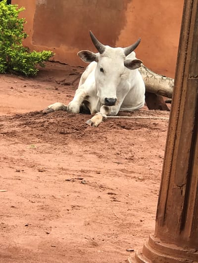 The image depicts a white cow lying down on red soil in what appears to be an outdoor setting. The cow is positioned on the left side of the frame, with its head facing towards the viewer. A building with a reddish-brown facade stands in the background. Above the cow, there is a thick, wooden beam running horizontally across the frame. Green foliage is visible near the bottom left corner of the image. While the image might be related to the city of Otukpa, Nigeria, it's difficult to confirm the location definitively without additional information.