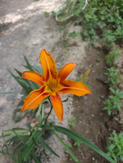 A close-up, top-down shot captures a vibrant orange daylily in full bloom. The flower, positioned slightly off-center to the right, displays six pointed petals with a reddish-orange hue towards the center. The petals are textured with subtle veins and have slightly ruffled edges. Dark brown stamens and pistils are visible in the flower's core, adding depth and detail. The flower is rooted in lush green foliage that extends downwards and to the left of the frame. The background consists of loose, sandy soil with patches of green plants growing along a slight incline. The overall environment suggests an outdoor garden setting. The image appears to have been taken in Panjakent, Tajikistan.