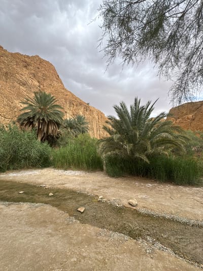 The image captures a canyon in As-Sabikah, Tunisia. The ground, varying from dry earth to a water stream with small rocks, runs diagonally across the frame. Green grass and palm trees grow alongside the stream and against the backdrop of light brown, rocky cliffs. Overcast skies are visible above the cliffs, and tree branches extend into the frame from the upper-left corner. No people are present.