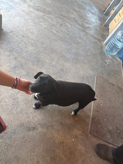 The image shows a black dog being petted by a person. The dog is standing on a concrete floor, and its front paws have white markings. The person's hand is visible in the foreground, wearing several bracelets. In the upper left corner, there are water bottles and a wooden structure. A doormat and a person's shoe are in the upper right corner. The location is outdoors and appears to be in Novo Zhelezare, Bulgaria.