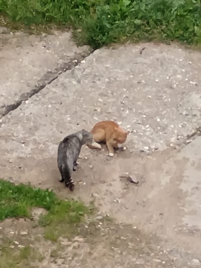 Two cats are on a cracked concrete surface with patches of green grass in the foreground and background. One cat is predominantly gray with black stripes, facing away from the camera, and its tail is visible. The other cat is orange and white, facing towards the gray cat, with its head down as if eating or grooming. The environment appears to be an outdoor, possibly urban or semi-urban, setting.