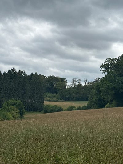 The image depicts a rural landscape under a cloudy sky. In the foreground, a meadow of tall, dry grass stretches across the frame, with some small white seed heads visible. Behind the meadow, a gentle slope leads up to a dense line of dark green coniferous trees on the left, forming a forest edge. To the right of the coniferous forest, deciduous trees with fuller green foliage create a varied tree line. Further into the background, more trees and shrubbery are visible, creating a layered effect of vegetation. The sky is overcast with thick, gray clouds, suggesting a subdued lighting condition. The scene appears to be located in Waldbillig, Luxembourg, given the context of the request. There are no people, animals, or distinct structures visible in the image, presenting a natural, undeveloped environment.