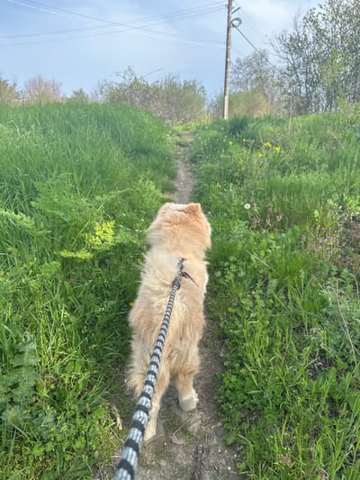 A medium, tan-colored dog with long fur is on a leash, walking along a narrow, dirt path. Lush green grass and vegetation border both sides of the path. In the background, trees and a utility pole with power lines are visible. The sky appears overcast. The scene is outdoors and appears to be on the outskirts of an area, possibly rural. The image does not depict the location, Sadievo, Bulgaria or any identifying characteristics of a city.