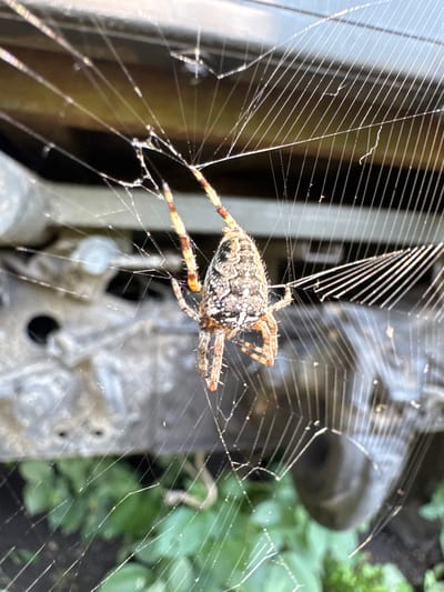 A close-up, eye-level shot captures a spider on its web. The spider is positioned in the center of the frame, its body facing downwards. The web, made of thin, silvery threads, fills the majority of the image, with radial and spiral patterns clearly visible. The background is out of focus, showing hints of green foliage and a weathered, metallic surface, possibly part of a structure or vehicle. The lighting suggests it is daytime, with sunlight catching the dewdrops or silk strands of the web, creating small glints of light. There are no people or any other living creatures visible in the frame, and the scene appears undisturbed. The location is identified as Plysove, Ukraine.