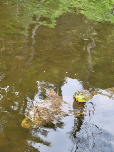 A bullfrog is partially submerged in murky water, its head and upper body visible. The frog has green and yellow markings on its face and neck. It is positioned on the edge of a submerged log, which is also visible in the water. The water's surface reflects the surrounding environment, showing distorted patterns of green foliage and grey sky. The water appears to be in a natural setting, possibly a pond or slow-moving stream, with algae and sediment visible on the bottom. There are no people or other animals present in the immediate vicinity. The image was taken in Saint-Alban, Canada.