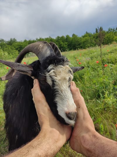 In a field with green grass and scattered red poppies, a close-up shot focuses on a goat with black fur and white markings on its face. The goat has large, curved horns. Two human feet are positioned to gently hold the goat's head, one foot supporting its chin and the other hand touching its eye area. The background features a blurred line of green trees and a cloudy sky. The location is specified as Mar'yanivka, Ukraine.