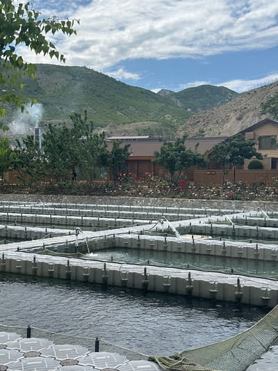 This media file captures a serene outdoor scene in Miatli, Russia, likely a resort or aquaculture facility nestled within a mountainous landscape. The image, oriented vertically, depicts a vivid daytime setting under a blue sky adorned with scattered white clouds.
In the foreground, a large body of water, possibly a river or lake, occupies the right side. On this water are extensive, modular floating platforms, predominantly grey and white, forming a grid-like structure. Sections of these platforms are covered with fine netting, and various pipes or hoses run along them, suggesting a system for aquaculture, such as fish farming. The water itself shows gentle ripples, reflecting the ambient light. On the far right, a patterned tiled surface, possibly a walkway or edge of a pool, borders the water.
Moving towards the left and into the midground, a landscaped area features several rustic wooden buildings, possibly cabins or a restaurant, with dark roofs and some having balconies or covered porches. These structures are surrounded by lush green trees and flowering bushes, some with pink and red blooms, planted along a stone-faced wall or pathway. A faint plume of white smoke or steam is visible rising from behind one of the buildings on the far left.
The background is dominated by majestic, verdant mountains, thickly covered with trees, rising steeply under the clear sky. In the immediate left foreground, green leafy branches from a tree partially frame the scene. There are no people visible, and no discernible text. The overall atmosphere is peaceful and natural, suggesting a scenic retreat or productive natural resource exploitation.