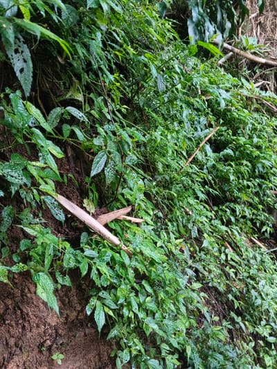A hillside covered in dense, lush green vegetation. Small, verdant plants with textured leaves dominate the scene, some clinging to a steep, earthy bank. A light brown, broken piece of bamboo lies across the leaves. Water droplets adorn the foliage, suggesting recent rainfall. The scene evokes a sense of wild, natural beauty.