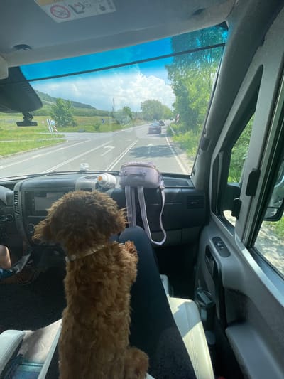 The image depicts a detailed interior view from the front passenger seat of a vehicle, looking forward through the windshield, situated in Chelopech, Bulgaria.
In the immediate foreground, a small, fluffy, reddish-brown dog, likely a poodle or similar breed, sits upright on a person's lap. The dog, wearing a light-colored collar, faces forward, appearing to observe the road ahead. A portion of the person's dark-clad leg is visible beneath the dog.
The vehicle's dashboard is dark grey, featuring a central infotainment screen with various controls below it. To the right of the screen, a small, light purple backpack rests, with its straps hanging downwards. Adjacent to the backpack is a white and orange device, possibly a portable fan or humidifier. Air vents are visible across the dashboard. Above the windshield, the passenger-side sun visor is up, displaying warning labels, including an airbag safety diagram. A dashcam is mounted centrally below the rearview mirror, attached to the windshield. The windshield itself has a noticeable blue tint at the top. The passenger door panel is grey, featuring a window control button. A black water bottle with a grey handle is secured in a cup holder within the door.
Beyond the windshield, an asphalt road stretches into the distance, with white lane markings. Several cars are visible ahead, traveling in the same direction. On the left side of the road, near an intersection, multiple road signs are present: a blue circular sign with a white arrow indicating a mandatory direction, and a partially obscured white triangular sign with a red border. On the right side of the road, a red and white striped warning post is visible, along with another blue circular sign directing traffic to the right at the intersection.
The surrounding environment is characterized by lush greenery. Trees line both sides of the road, and fields with scattered red and purple flowers extend from the roadside towards a range of green, vegetated hills or mountains in the background. The sky above is bright blue with scattered white, cumulus clouds. A tall, metal lattice structure, possibly an electricity pylon or communication tower, stands on the right side of the scene.