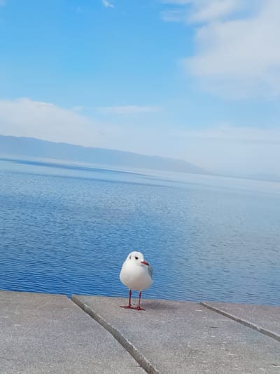 A lone white bird, possibly a gull, stands on a gray concrete surface, likely a boardwalk or pier. Behind it lies a vast expanse of blue water, which extends to a distant shoreline with muted mountain silhouettes. The sky is a bright blue with a few scattered clouds. The bird is centered in the frame, its red beak and legs providing a pop of color. The scene is likely in Puerto Montt, Chile, given the coastal environment and common presence of gulls. There are no other people or subjects visible in the frame.