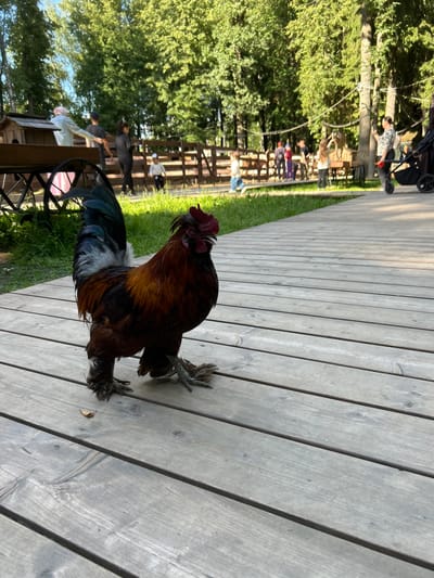 A rooster with dark reddish-brown and black feathers, adorned with a vibrant red comb and wattle, stands on a weathered wooden boardwalk. The rooster is the primary subject, captured in a medium shot that highlights its textured plumage and distinctive feathered legs. The boardwalk is made of light gray wooden planks running lengthwise, with visible grain and knots. To the left of the boardwalk, green grass and lush trees create a natural backdrop. In the distance, behind a rustic wooden fence, several people can be seen, some appearing to be observing or interacting with something in that area. One person is wearing a patterned shirt, another a dark jacket, and a child in purple is also visible. The overall scene suggests an outdoor setting, possibly a farm, park, or rural attraction, on a sunny day given the bright lighting and clear shadows. The presence of a stroller near the trees hints at a family outing. The image is oriented vertically.