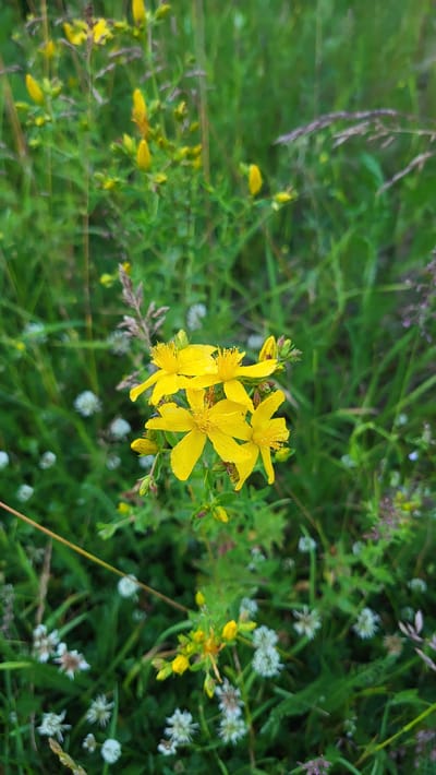 This is a close-up, vertical, eye-level shot of a cluster of five bright yellow flowers with prominent stamens, likely St. John's wort, in bloom. They are situated in a natural environment characterized by abundant green grass and smaller white flowers scattered throughout the foreground and background. Some thin, dried grass stalks and purple flower heads are also visible. The overall impression is one of a natural meadow or field, possibly in the vicinity of Rohuneeme, Estonia, given the typical flora of the region. There are no people or discernible human activity in the image. The lighting suggests it is daytime, possibly overcast or early morning/late afternoon, as there are no harsh shadows. The focus is sharp on the yellow flowers, with the surrounding vegetation softly blurred.