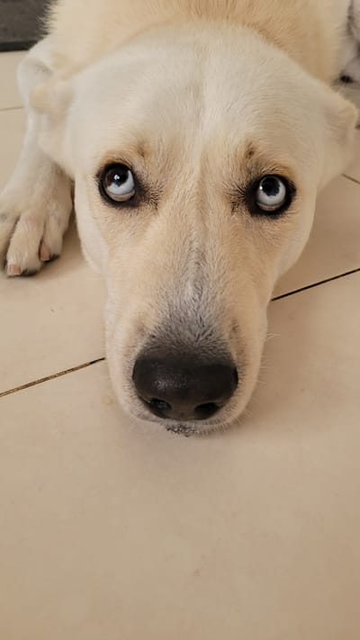 This media file is a close-up, low-angle photograph of a light-colored dog, likely a Labrador Retriever mix, lying down on a tiled floor. The dog's head is tilted, and its eyes are wide open, looking directly at the camera with a curious or surprised expression. The light in the image suggests it is daytime. The floor appears to be made of light beige tiles with dark grout lines, a common flooring material in residential settings. The dog's fur is a creamy white or pale yellow. A portion of its paws is visible in the lower left corner of the frame. The overall lighting is bright, indicating it could be indoors with good natural light or outdoors in daylight. There is no visible text in the image. Given the location context, the tiled floor and lighting are consistent with a climate found in Ras Al Khaimah, United Arab Emirates.
