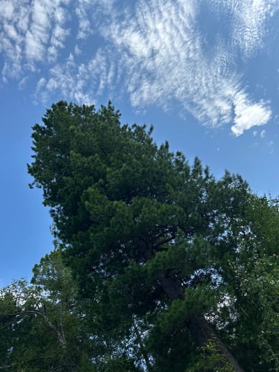 A low-angle, full-shot photograph captures the dense, dark green foliage of a large evergreen tree against a bright blue sky with wispy white clouds. The tree dominates the frame, its branches extending upwards and to the right. The trunk of the tree is dark and textured, visible in the lower right quadrant of the image. To the left and below the main evergreen, the lighter green leaves and branches of deciduous trees are visible, their textures softer and less dense. The lighting suggests a sunny day, with the sun positioned high and slightly to the left, casting shadows within the tree's canopy. The scene appears to be in a natural, outdoor environment, consistent with a park or forest setting within the city of Tolbazikha, Russia. No people or animals are present in the frame.