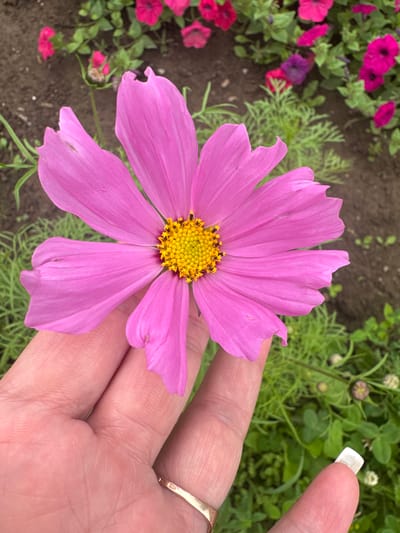 A close-up, eye-level, vertical shot shows a hand holding a single pink cosmos flower in Chastyye, Russia. The flower, with its delicate, ruffled petals and bright yellow center, dominates the foreground. The hand, with visible fingerprints and a gold ring on the ring finger, is positioned at the bottom of the frame, gently supporting the flower. The background features a blur of green foliage and pink petunias, suggesting a garden setting. The lighting is soft, with the flower well-illuminated, casting subtle shadows. The image appears to be taken outdoors during the daytime, likely in a garden or park area within Chastyye.