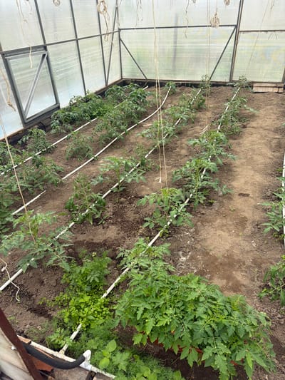 The image depicts the interior of a greenhouse or polytunnel, likely located in Valdgeym, Russia. The setting features rows of green plants, predominantly tomato plants, growing in dark brown soil. The greenhouse structure consists of translucent, corrugated panels, possibly polycarbonate, supported by a metal framework.

The main subjects are the numerous tomato plants arranged in parallel rows across the floor of the greenhouse. Each plant appears to be supported by a white pipe or tube laid horizontally on the ground, and some also have vertical strings extending upwards from them, likely for staking as they grow taller. Several bundles of white string or twine are neatly coiled and hung from the overhead metal frame, prepared for future use in supporting the plants.

In the foreground, to the right, a large, bushy green plant, also resembling a tomato plant, is visible in a brown pot, with smaller green foliage (possibly weeds or dill) growing around it on the ground. A black hose or pipe is partially visible in the bottom right corner, suggesting an irrigation system. The ground between the plant rows is largely bare soil, indicating cultivation. Natural light filters through the translucent walls, suggesting it is daytime. There are no people visible, and no discernible text is present in the image. The scene captures a typical setup for protected agricultural cultivation.