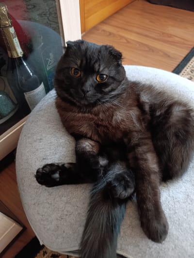 The image shows a black cat with amber eyes resting on a light gray cushion. The cat is lying down, with its paws crossed and its tail curled. In the background, there is a wooden floor and a shelf with a bottle of champagne and a glass. The scene appears to be indoors, possibly in a home. There is no indication that this scene is located in Bogotol, Russia.