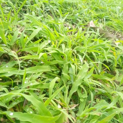 A close-up, eye-level shot captures a patch of bright green grass dotted with numerous small, clear water droplets, suggesting recent rain or dew. The grass blades are lush and varied in length and orientation, creating a textured, organic surface. Some blades are sharp and pointed, while others have a softer, more rounded appearance. In the mid-ground, a single, dry, brown leaf lies amongst the green, its edges curled and faded. The background is a blur of more green grass and dark soil, indicating the natural environment is likely a park, garden, or undeveloped area within or near the city of El Limón, Venezuela. There are no people or animals visible in the image.