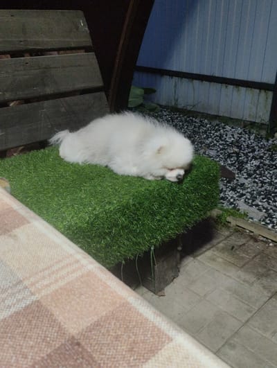 A white Pomeranian dog is sleeping on a patch of artificial grass. The dog is curled up on its side with its head resting on the grass. The artificial grass is placed on top of a wooden bench. In the background, there is a metal fence and some gravel. The scene appears to be outdoors, possibly in a backyard or patio area. The location is specified as Urkovo, Russia, though there is no visual evidence in the image to confirm this.