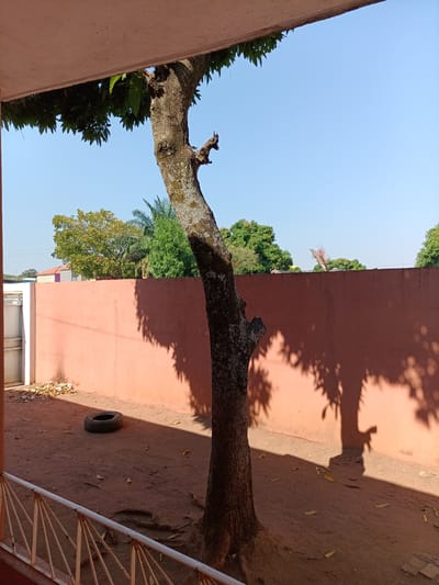 The image depicts an outdoor scene in Saurimo, Angola. A large tree trunk, partially covered in lichen, stands prominently in the foreground, casting a shadow on a coral-colored wall. The wall stretches horizontally across the mid-ground of the image. To the left of the wall, a white metal gate is visible, with a pile of dried leaves and debris at its base. In the center of the ground in front of the wall, a single black tire lies on the reddish-brown dirt. Beyond the wall, various trees with green foliage are visible against a clear blue sky. The scene appears to be in a residential or courtyard area.