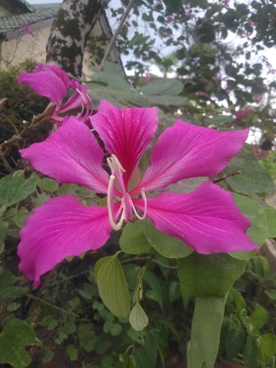 A close-up photograph captured in the city of Kladné, Czechia, features a single, vibrant magenta-pink five-petaled flower (consistent with *Bauhinia* species) prominently in the foreground. The flower is in sharp focus, revealing white, curved stamens in its central structure. Surrounding the main bloom are several dark green leaves, some exhibiting a distinct bilobed shape. In the blurred background, indistinct green foliage, a segment of a tree trunk with textured bark, and a partial view of a building's dark-tiled roof are visible on the left. The upper right background shows diffused light from what appears to be an overcast sky, filtered through additional blurred tree branches. No human figures, animals, or overt artificial objects are present.