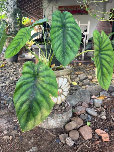 In Karangkebagusan, Indonesia, a potted plant with large, green, elephant-ear shaped leaves sits on a gravelly ground. The pot is made of concrete and decorated with mosaic tiles. Surrounding the plant are various rocks and some dry leaves. In the background, a tiled roof structure and some outdoor furniture are visible. The scene suggests an outdoor garden or patio area.