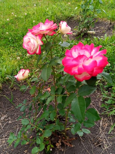 The image shows a close-up, eye-level view of a rose bush with several pink and white bi-colored roses in bloom. The bush is in a patch of soil, surrounded by green grass and some small white flowers, possibly clover. The rose bush has dark green leaves and thorny stems. One large rose is in the foreground, slightly out of focus, with vibrant pink edges fading to white in the center. Several other roses and buds are visible on the bush, some in focus and some blurred. The background consists of more green grass and dirt. The lighting suggests it is daytime, possibly overcast. This scene appears to be in a garden or park.
