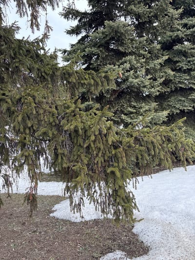 The image depicts an outdoor natural scene in Dimitrovgrad, Russia, characterized by two distinct evergreen trees and remnants of snow on the ground. In the foreground, a large evergreen tree features long, drooping branches densely covered with dark green needles. Some dry, brown needles and bare twigs are visible within its foliage. A single, light brown pinecone is visible near the top left of this tree's visible portion. In the background, a taller, denser evergreen tree, likely a spruce, exhibits a lighter, grayish-green needle color, with several pinecones visible throughout its canopy. The ground beneath the trees consists of patches of partially melted white snow intermingled with exposed dark brown soil and sparse, dry grass. The sky overhead is overcast, appearing light gray and largely obscured by the tree canopies. No individuals, animals, actions, or interactions are present in the scene.