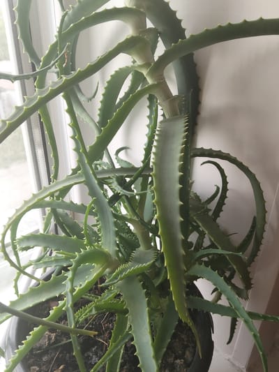 A mature aloe vera plant with long, serrated green leaves is potted in dark soil and sits on a windowsill. The plant is positioned indoors, with a window and a white wall visible in the background. The natural light from the window illuminates the plant. There are no people or animals present in the image. The image is taken at a close-up perspective, focusing on the details of the aloe vera plant. The location is Bulaev, Kazakhstan.