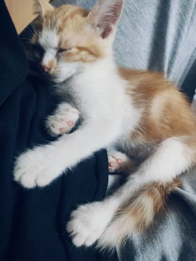 A ginger and white kitten sleeps soundly, nestled in the crook of someone's arm or chest. The kitten's eyes are closed, and its ears are relaxed. Its paws are tucked in, with pink toe beans visible on one paw. The kitten is lying on a dark blue fabric, possibly clothing, and a gray textured fabric, likely another piece of clothing or a blanket, is visible in the background. The lighting is soft, creating a warm and peaceful atmosphere. The image appears to be a close-up shot, focusing on the sleeping kitten. There is no discernible location in Salsk, Russia, or any other specific urban environment.