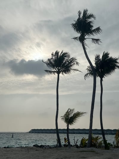 Four palm trees line the horizon, bent by the wind against a cloudy sky. The sun filters through the clouds, creating a bright spot behind one of the trees. The ocean water laps against a rocky shoreline at the bottom of the frame, and buildings are visible in the distance. A concrete walkway runs along the right edge of the image.