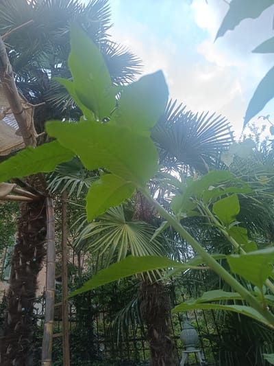 A low-angle, outdoor shot captures a lush, tropical garden with bright sunlight filtering through the leaves and clouds. In the foreground, large green leaves from an unknown plant dominate the frame, obscuring parts of the background. Behind these leaves, a tall, rough-barked palm tree trunk is visible on the left, secured by bamboo poles and what appears to be a burlap covering. To the right of the palm, a thin, wooden ladder leans against it. Further in the background, palm fronds spread out against a bright, partially clouded sky. A wrought-iron fence with an ornate pattern runs across the middle ground. A decorative, gourd-shaped lantern with a textured surface sits on a pedestal behind the fence, partially obscured by foliage. The environment suggests a warm, possibly humid climate conducive to tropical plant growth. The image does not contain any individuals or discernible actions. The location is identified as Serravalle, Switzerland.