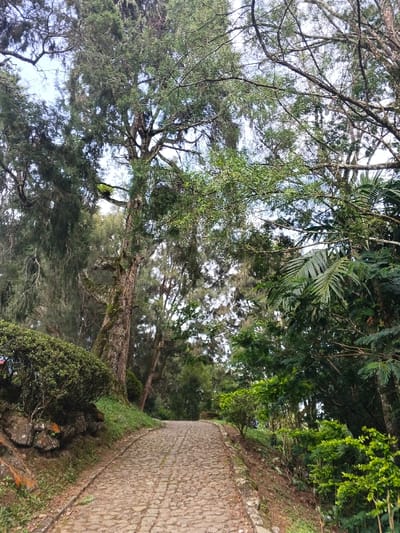 This image captures an upward-sloping cobblestone path located in Masulog, Philippines, extending from the foreground towards the upper center of the frame. The path, constructed from irregularly shaped stones, is bordered on both sides by dense, unmanicured vegetation, primarily various species of trees and shrubs.
On the left side of the path, a rocky embankment supports a cluster of dark green, densely leafed shrubs. Behind these, a prominent, large tree with a thick, moss-covered trunk rises vertically, its branches extending into a dense canopy. Further back, numerous other tall trees, some appearing coniferous with wispy foliage, fill the left and center background.
The right side of the path features a gradual incline covered with smaller green shrubs and darker earth. Further into the midground on the right, larger trees with broad leaves and distinct palm-like fronds are visible, contributing to the thick canopy. No individuals or animals are present on the path or within the visible scene. The sky, visible through gaps in the overhead foliage, appears bright and diffused, suggesting daylight. The scene indicates a natural or semi-natural, heavily forested environment.