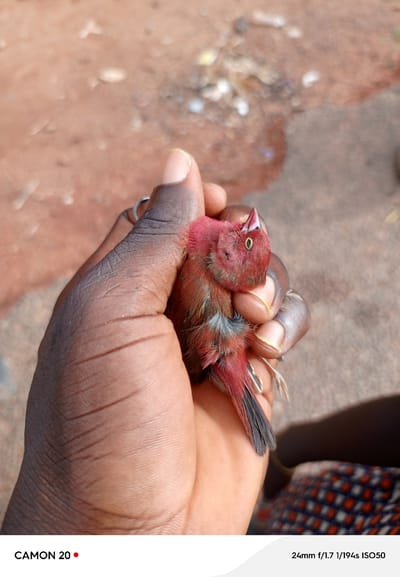 A person's dark-skinned hand cradles a small bird with reddish-pink and gray plumage. The bird is held gently, with its head tilted slightly upwards and its beak open. Its eye is a bright yellow-orange. The background is out of focus, showing a reddish-brown, dusty ground with scattered debris. The scene appears to be outdoors, likely in a dry, sunny environment given the lighting. The lower part of the image contains text: "CAMON 20" and "24mm f/1.7 1/194s ISO50", indicating the camera and settings used to capture the image. The overall impression is one of close interaction between the person and the small creature, possibly an act of rescue or examination. The location is identified as Sabon Sarki, Nigeria.