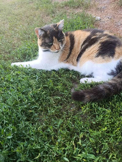 A calico cat is lying down on a patch of green grass in an outdoor setting. The cat has patches of black, white, and orange fur. Its eyes are green, and it is looking to its left. The grass is lush and appears to be healthy. In the background, there is a dirt path with some small rocks and dry grass. The lighting suggests it is daytime, possibly late afternoon or early evening, with soft shadows indicating a low sun angle. The overall mood is peaceful and relaxed, with the cat appearing comfortable in its surroundings. There is no visible text in the image.