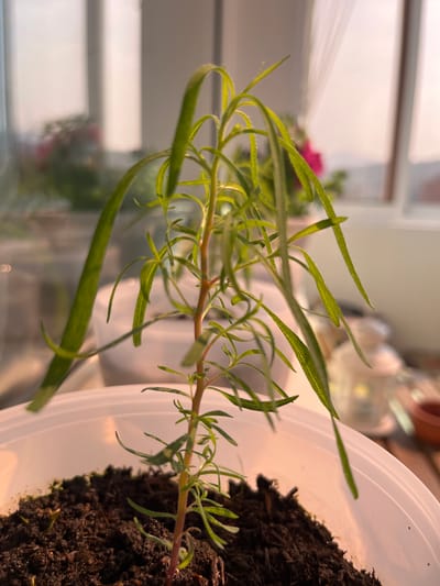 A close-up, vertical shot captures a small, thin-stemmed green plant with delicate, elongated leaves. The plant is rooted in dark soil within a white plastic container. The background is blurred, showing hints of a window with translucent curtains, suggesting an indoor setting. Through the window, faint shapes of furniture and possibly other plants are visible. The lighting suggests it is either early morning or late afternoon, with a warm glow illuminating the scene. There is no indication of the city of Sheregesh, Russia.