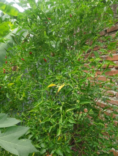 A bush of chili peppers, with many green and some red peppers, is pictured in Reudeupbluek, Indonesia. The bush is dense with leaves and branches, and it is leaning against a brick wall. Some banana leaves are visible in the background on the left side of the image. A part of a papaya leaf is visible in the foreground on the bottom left. The lighting suggests it is daytime.