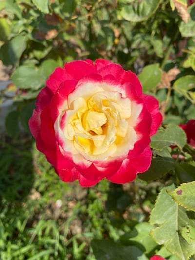 A close-up, overhead shot captures a two-toned rose in bloom. The outer petals are a vibrant crimson, fading into a creamy white towards the center, which is a sunny yellow. The rose is surrounded by blurred green foliage and hints of brown earth, suggesting an outdoor garden setting. The lighting indicates it is daytime, casting shadows and highlighting the rose's delicate texture. The image does not provide any specific details to determine the location within Ventsy, Russia, as it is a close-up of a flower in a natural environment.