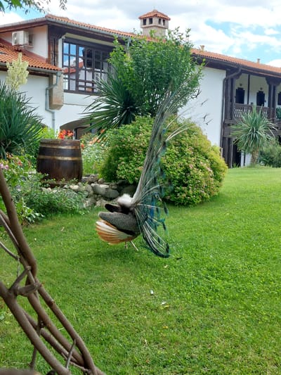 A peacock with its tail fanned out stands on a green grassy lawn in front of a white building with a red-tiled roof. The peacock's tail displays iridescent blue and green feathers with eye-like markings. Behind the peacock, a wooden barrel rests among lush green bushes and a variety of plants. In the background, the building features wooden balconies and windows. The scene appears to be a garden area within the city of Krasnovo, Bulgaria.