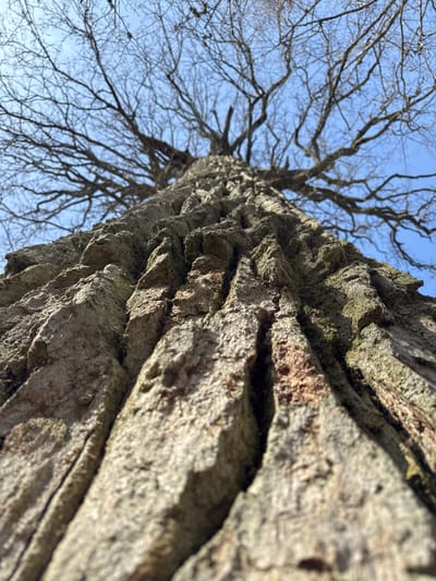 A low-angle, close-up photograph shows the bark of a tree trunk stretching upwards towards bare branches against a clear, blue sky. The rough bark is in sharp focus, revealing its texture and crevices. The background of branches fades into a soft blur. The photo was likely taken in Шарашэўскі сельскі Савет, Belarus, given the request context. There are no people, animals, or discernible objects other than the tree trunk and branches. The environment is characterized by the clear sky and the presence of a tree.