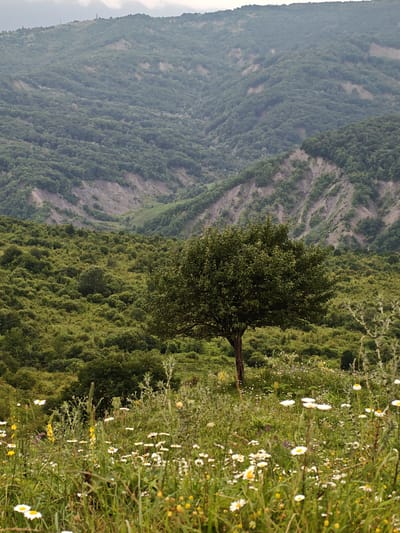 The image depicts a natural landscape with rolling hills covered in dense green vegetation. In the foreground, a field of wildflowers, predominantly white daisies and some yellow blossoms, carpets the ground. A single, mature tree with a full canopy stands centrally in the mid-ground, its dark trunk contrasting with the surrounding greenery. Behind the tree, the landscape rises into a series of steep hills and valleys, heavily forested with trees of various shades of green. The upper slopes of the distant hills show patches of lighter, exposed earth, suggesting erosion or rock formations. The sky is overcast with a hazy, diffused light, contributing to the muted color palette of the scene. There are no people or man-made structures visible in the immediate landscape, although a faint, distant structure resembling a tower or monument is discernible on the crest of the furthest hill. The overall impression is one of a serene, natural environment. The specific location within Эникали, Russia, is not determinable from the image alone.
