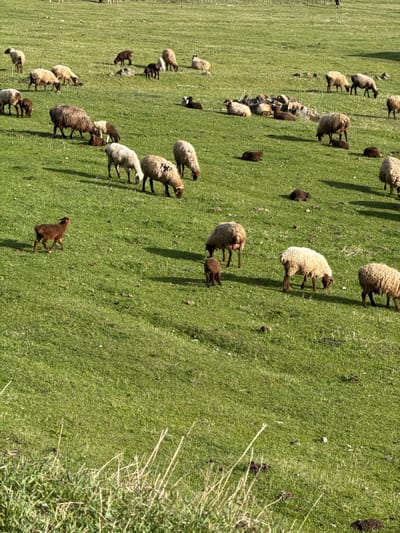 The image depicts a grassy hillside in Margahovit, Armenia, populated with a flock of sheep of varying colors (white, brown, black). Some are standing, some are grazing, and some appear to be lambs. The ground cover is predominantly green grass with scattered patches of exposed earth. A clump of tall grass and weeds is visible in the foreground on the right side of the frame.