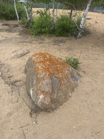 This image captures a natural outdoor scene on a sandy terrain, possibly a lakeshore given the presence of trees and a hint of water in the background. The dominant subject is a large, irregularly shaped boulder covered with patches of orange lichen. Beside the boulder, a cluster of green leafy plants grows from the sandy ground. In the background to the left, several birch trees with their distinctive white bark are visible, along with dense green foliage. A building with windows can be partially seen behind the trees, suggesting a developed area nearby. The sand appears dry and textured, with scattered small twigs and debris. The lighting suggests it is daytime, with diffused sunlight. There is no visible text in the image. The overall impression is a tranquil, natural environment that blends with the surrounding landscape.