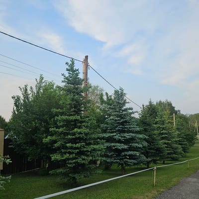 In Pugachi, Russia, an outdoor scene is captured under a pale blue sky with sparse white clouds. A series of power lines stretch horizontally across the upper portion of the frame, supported by a wooden utility pole. In the foreground and midground, a line of evergreen trees, primarily firs, are arranged along a grassy area. The trees vary in size and shade of green, with some exhibiting a bluer hue. A dark wooden fence runs along the left side of the image, partially obscured by the trees and foliage. A light-colored tape, supported by thin stakes, runs diagonally across the grassy area from the foreground towards the right. A gravel pathway is visible on the right edge of the image. The overall environment appears to be a suburban or rural setting. No people are present in the image.