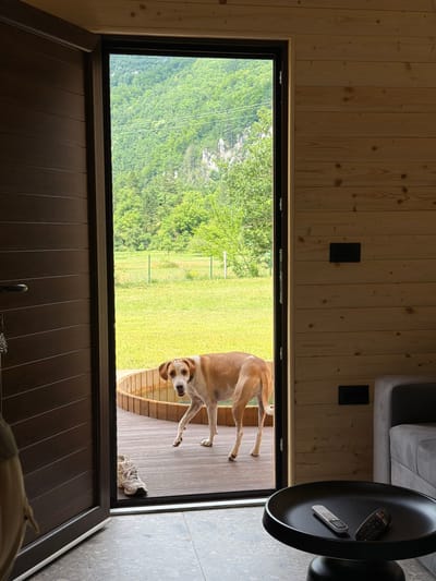 The image captures a view through an open doorway, looking out onto a deck and a lush, green landscape. The interior of the room features light-colored wooden paneling on the walls and dark wooden paneling on the door.
The primary subject is a light-brown dog with white markings, standing on the wooden deck just outside the doorway. The dog is looking directly at the camera with an alert expression. Its tail is raised, and its front legs are positioned as if it's about to enter or is contemplating movement.
Beyond the deck, a vibrant green lawn stretches out, bordered by trees and hills that form the backdrop. The landscape appears to be mountainous, with dense green foliage covering the slopes. The presence of power lines or cables is faintly visible against the green hills in the distance. The sky is not clearly visible, but the bright lighting suggests it is daytime, likely with good weather.
On the deck, near the dog's hindquarters, a pair of white athletic shoes are visible. To the right of the doorway, inside the room, a black round side table is partially visible. It holds two remote controls, one black and one white. A portion of a grey sofa is also visible in the background, to the right.
The scene conveys a sense of domesticity and an invitation to the outdoors. The dog's gaze and posture suggest curiosity and perhaps a desire to play or go for a walk. The overall impression is one of a peaceful, possibly rural or semi-rural setting, in Bistrica, Montenegro.
