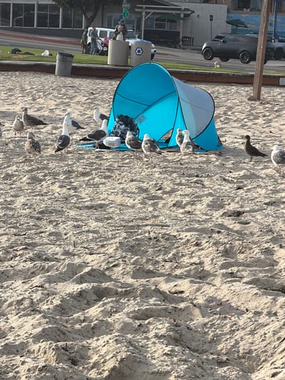 The image depicts a sandy beach in Laguna Beach, California, USA. In the foreground, a group of seagulls are gathered around a blue and grey beach tent. Some of the seagulls are pecking at something on the sand near the tent. In the background, a street runs parallel to the beach, with cars, a building, and some vegetation. People are visible on the sidewalk and near the street. The overall scene suggests a typical day at a public beach.