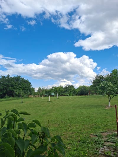 This image captures a serene outdoor landscape in Dolna Kremena, Bulgaria, under a bright, partly cloudy sky. The scene is largely divided between a vibrant blue sky filled with numerous fluffy white cumulus clouds and an expansive, well-maintained green lawn.

The lush grass occupies the majority of the lower and right side of the frame (when viewed with the horizon correctly oriented). The lawn appears freshly mown, with subtle texture visible. Along the distant horizon, a dense line of various green trees forms a backdrop, suggesting a natural boundary or forest edge. Closer within the grassy area, several smaller trees are present, one of which prominently features a lower trunk painted white, indicating care or a specific type of fruit tree.

In the mid-ground, scattered across the lawn, are several white, slender vertical posts or markers. Further back, nestled among the distant trees, a small, light-colored structure, possibly a gazebo or shed, can be faintly discerned. To the very near foreground on the right, a cluster of large, deep green leaves from a plant or bush partially frames the scene. Adjacent to the manicured lawn, a rustic patch of wilder green growth, possibly bordering a stone path or low wall, adds natural detail.

The bright sunlight and clear blue sky with white clouds indicate a fair weather day, likely late morning or early afternoon. There are no people or animals visible, contributing to a tranquil and peaceful ambiance. No text is visible in the image.
