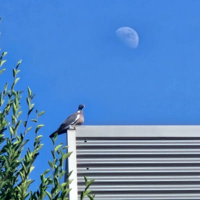 This media file is a photograph taken at Mas Aliu, Spain. The scene depicts a clear, bright blue sky, suggesting daytime with good weather. In the upper left quadrant of the image, a crescent moon is visible, slightly blurred.

The primary subject is a bird, likely a pigeon, perched on the edge of a building structure. The bird is facing away from the viewer, looking downwards. It has dark gray plumage with white markings on its wings and a small red crest on its head. The building it is on appears to be a modern structure with vertical corrugated metal siding, painted in alternating shades of gray and white.

In the foreground, the lush green branches of a tree or shrub are visible, reaching upwards into the frame. These branches provide a natural element that contrasts with the artificial structure. The composition places the bird between the moon and the building, with the foliage at the bottom of the frame.

No people are visible in the image. There is no visible text in the photograph. The time of day is suggested to be during daylight hours due to the bright blue sky, yet the presence of the moon indicates it could be late afternoon or early morning, or simply that the moon is visible during the day. The overall impression is one of a natural scene interacting with an urban or architectural element.